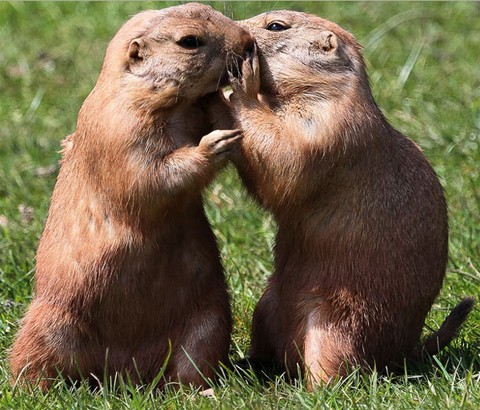 Hai con marmot dường như đang nói thầm với nhau